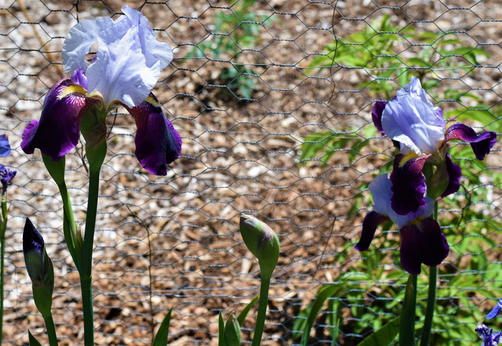 Hoppin may 3 (32).JPG